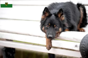 Lire la suite à propos de l’article Chodský pes éleveurs et chiots en Saxe