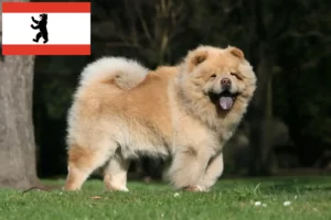Lire la suite à propos de l’article Éleveurs de Chow-Chow et chiots à Berlin