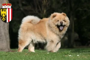 Lire la suite à propos de l’article Éleveurs de Chow-Chow et chiots en Haute-Autriche