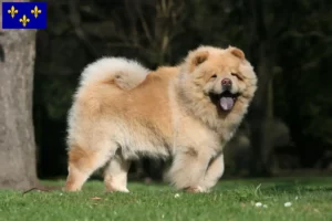 Lire la suite à propos de l’article Éleveurs de Chow-Chow et chiots en Île-de-France
