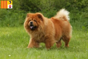 Lire la suite à propos de l’article Éleveurs de Chow-Chow et chiots en Provence-Alpes-Côte d’Azur