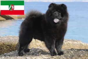 Lire la suite à propos de l’article Éleveurs de Chow-Chow et chiots en Rhénanie-du-Nord-Westphalie