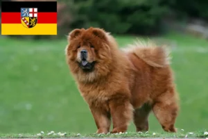 Lire la suite à propos de l’article Éleveurs de Chow-Chow et chiots en Sarre