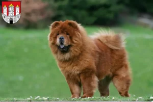 Lire la suite à propos de l’article Éleveurs de Chow-Chow et chiots à Salzbourg