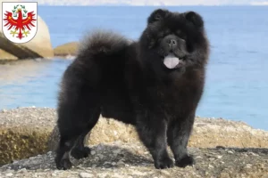 Lire la suite à propos de l’article Éleveurs de Chow-Chow et chiots au Tyrol
