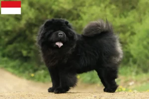 Lire la suite à propos de l’article Éleveurs de Chow-Chow et chiots à Vienne