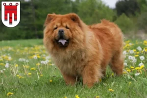 Lire la suite à propos de l’article Éleveurs de Chow-Chow et chiots dans le Vorarlberg
