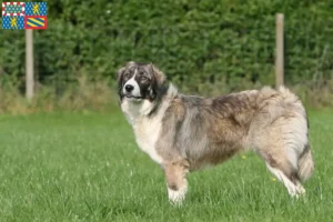 Lire la suite à propos de l’article Ciobănesc Românesc Carpatin éleveurs et chiots en Bourgogne-Franche-Comté