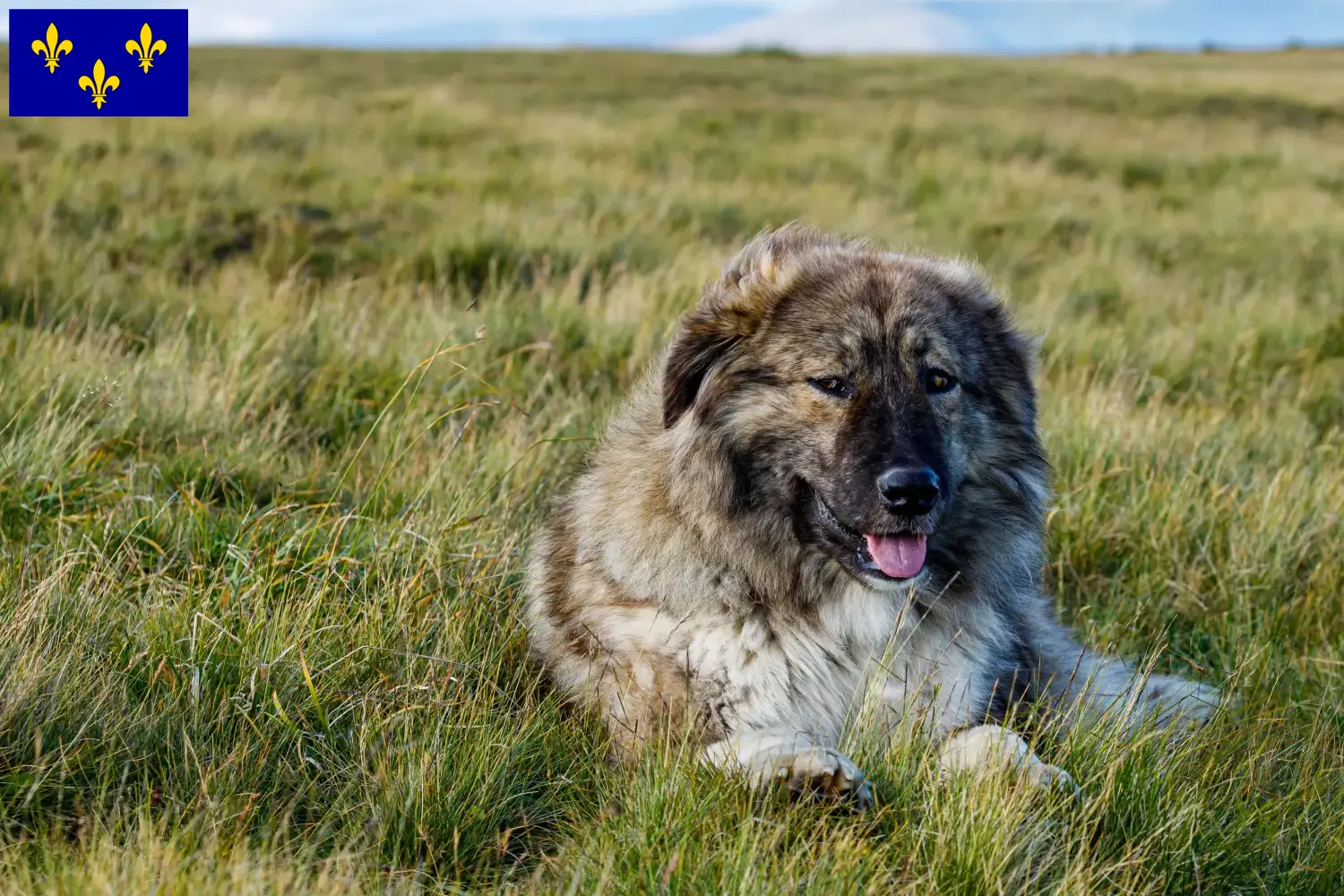 Ciobănesc Românesc Carpatin chiots et éleveurs Île-de-France Ici, tu trouveras des éleveurs de Ciobănesc Românesc Carpatins en Île-de-France.