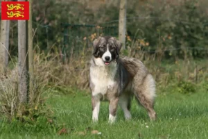 Lire la suite à propos de l’article Ciobănesc Românesc Carpatin éleveurs et chiots en Normandie