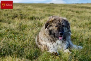 Lire la suite à propos de l’article Ciobănesc Românesc Carpatin éleveurs et chiots en Occitanie