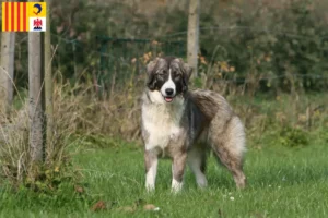 Lire la suite à propos de l’article Ciobănesc Românesc Carpatin éleveurs et chiots en Provence-Alpes-Côte d’Azur