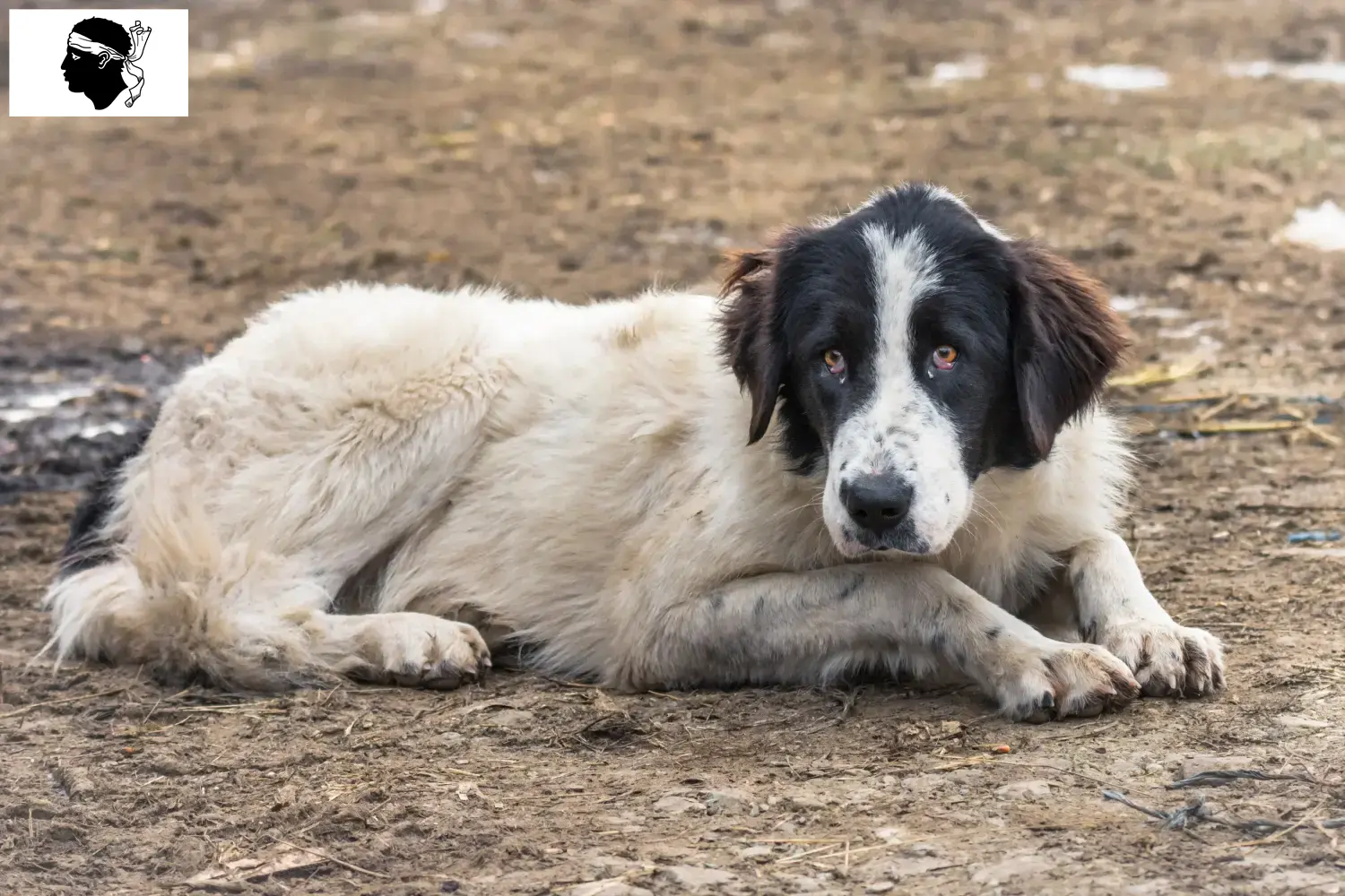 Ciobănesc Românesc de Bucovina Chiots et éleveurs Corse Ici tu trouves Ciobănesc Românesc de Bucovinas éleveurs en Corse.