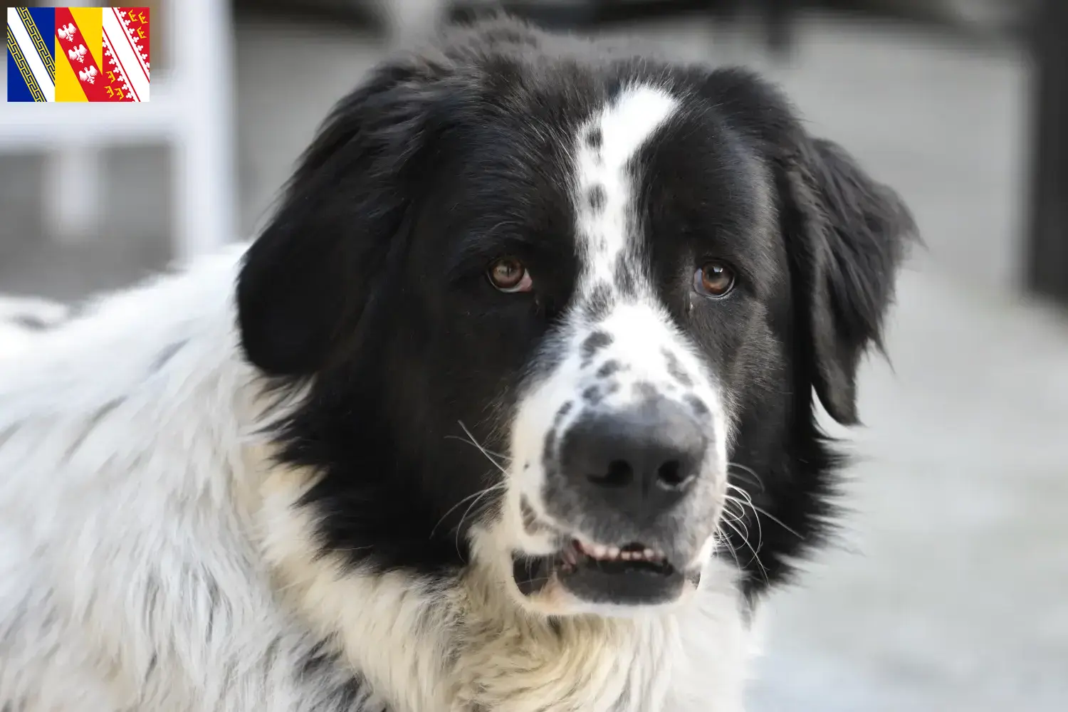 Ciobănesc Românesc de Bucovina Chiots et éleveurs Grand Est Ici tu trouves des éleveurs de Ciobănesc Românesc de Bucovinas en Grand Est.