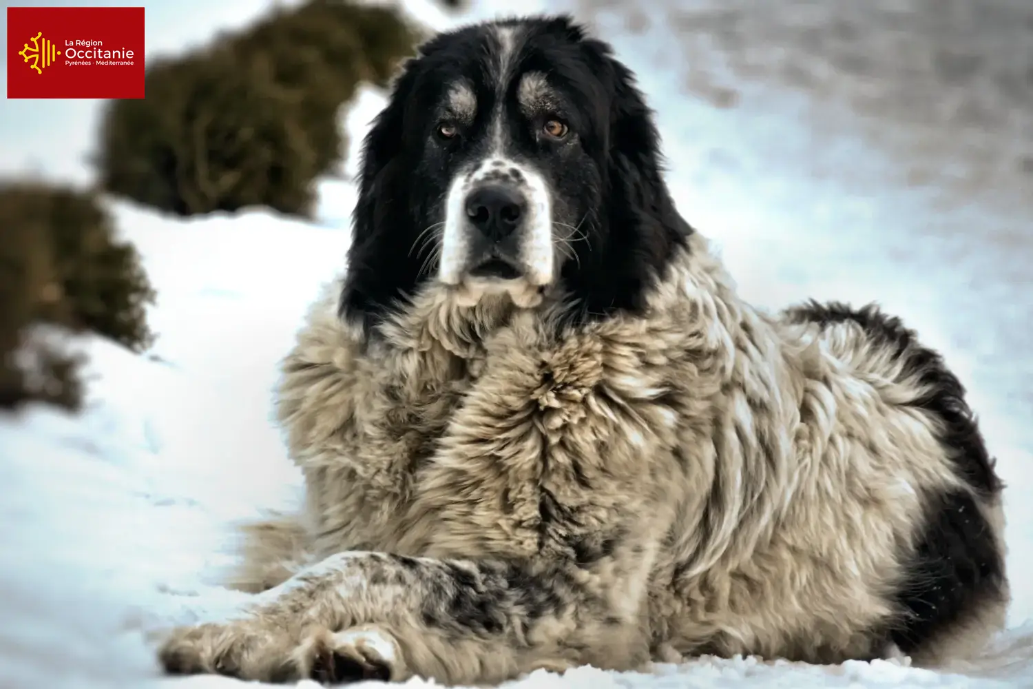 Ciobănesc Românesc de Bucovina Chiots et éleveurs Occitanie Ici, tu trouveras des éleveurs de Ciobănesc Românesc de Bucovinas en Occitanie.
