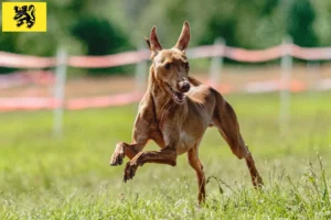 Lire la suite à propos de l’article Cirneco dell’ Etna éleveurs et chiots en Flandre