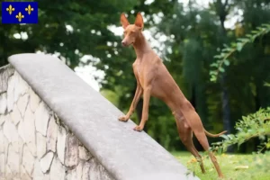 Lire la suite à propos de l’article Cirneco dell’ Etna éleveurs et chiots en Île-de-France