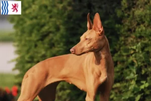 Lire la suite à propos de l’article Cirneco dell’ Etna éleveurs et chiots en Nouvelle-Aquitaine