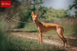 Lire la suite à propos de l’article Cirneco dell’ Etna éleveurs et chiots en Occitanie