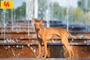 Lire la suite à propos de l’article Cirneco dell’ Etna éleveurs et chiots en Région wallonne