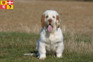 Lire la suite à propos de l’article Éleveurs de Clumber Spaniels et chiots en Auvergne-Rhône-Alpes