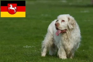 Lire la suite à propos de l’article Éleveurs de Clumber Spaniel et chiots en Basse-Saxe