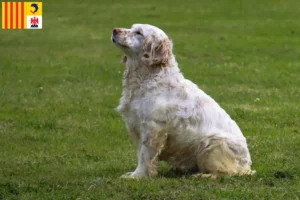 Lire la suite à propos de l’article Éleveurs de Clumber Spaniels et chiots en Provence-Alpes-Côte d’Azur