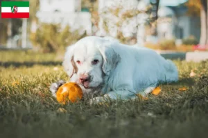 Lire la suite à propos de l’article Éleveurs de Clumber Spaniel et chiots en Rhénanie-du-Nord-Westphalie