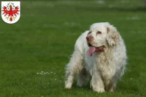 Lire la suite à propos de l’article Éleveurs de Clumber Spaniel et chiots au Tyrol