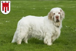Lire la suite à propos de l’article Éleveurs de Clumber Spaniel et chiots dans le Vorarlberg