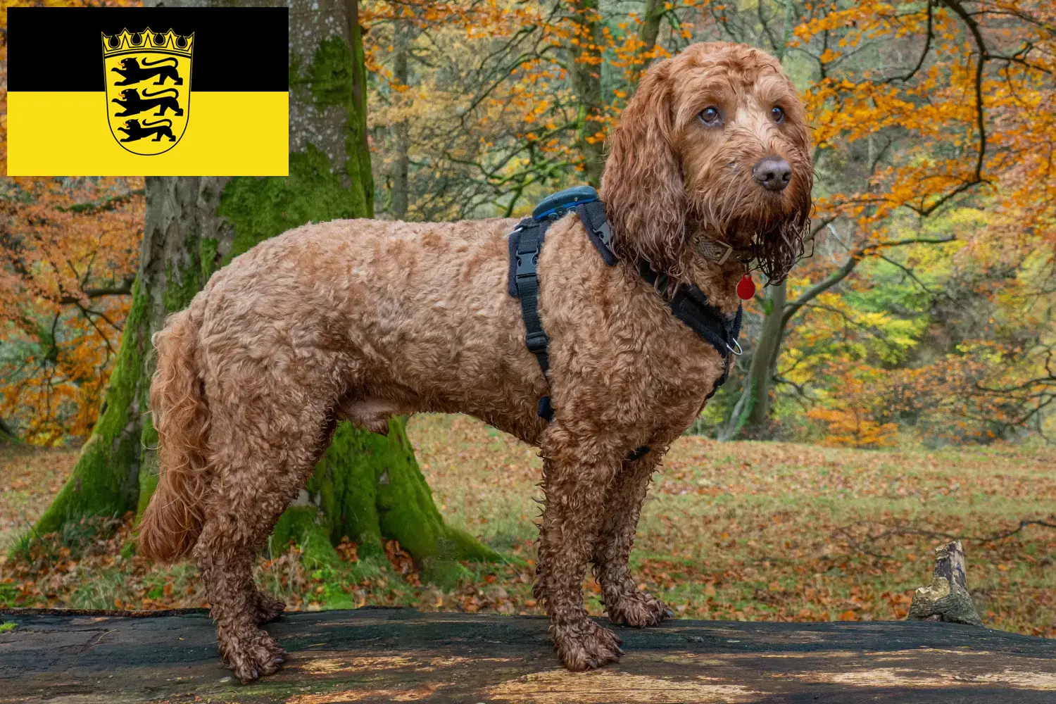 Cockapoo chiots et éleveurs Baden-Württemberg Ici tu trouves des éleveurs de cockapoos en Baden-Württemberg.
