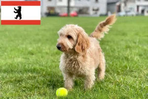 Lire la suite à propos de l’article Éleveurs de Cockapoo et chiots à Berlin