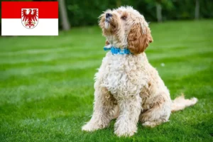 Lire la suite à propos de l’article Éleveurs de Cockapoo et chiots dans le Brandebourg