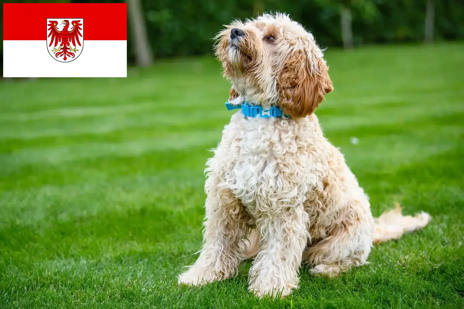 Cockapoo chiots et éleveurs Brandenburg Ici tu trouves des éleveurs de cockapoos en Brandebourg.