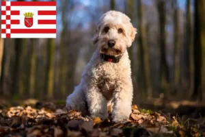 Lire la suite à propos de l’article Éleveurs de Cockapoo et chiots à Brême
