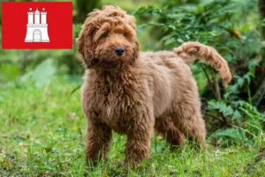 Lire la suite à propos de l’article Éleveurs de Cockapoo et chiots à Hambourg