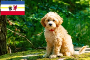 Lire la suite à propos de l’article Éleveurs de Cockapoo et chiots dans le Mecklembourg-Poméranie occidentale