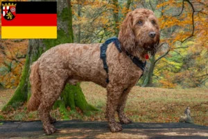 Lire la suite à propos de l’article Éleveurs de Cockapoo et chiots en Rhénanie-Palatinat