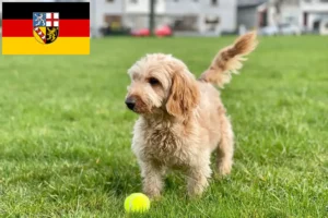 Lire la suite à propos de l’article Éleveurs de Cockapoo et chiots en Sarre