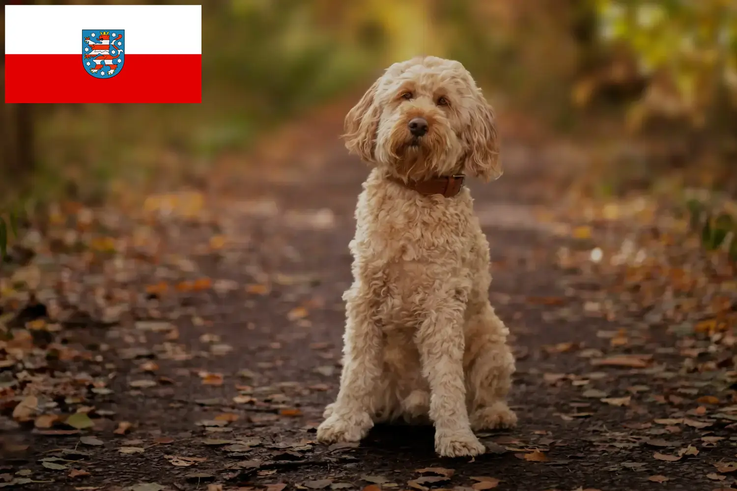 Cockapoo chiots et éleveurs Thuringe Ici, tu trouveras des éleveurs de cockapoos en Thuringe.