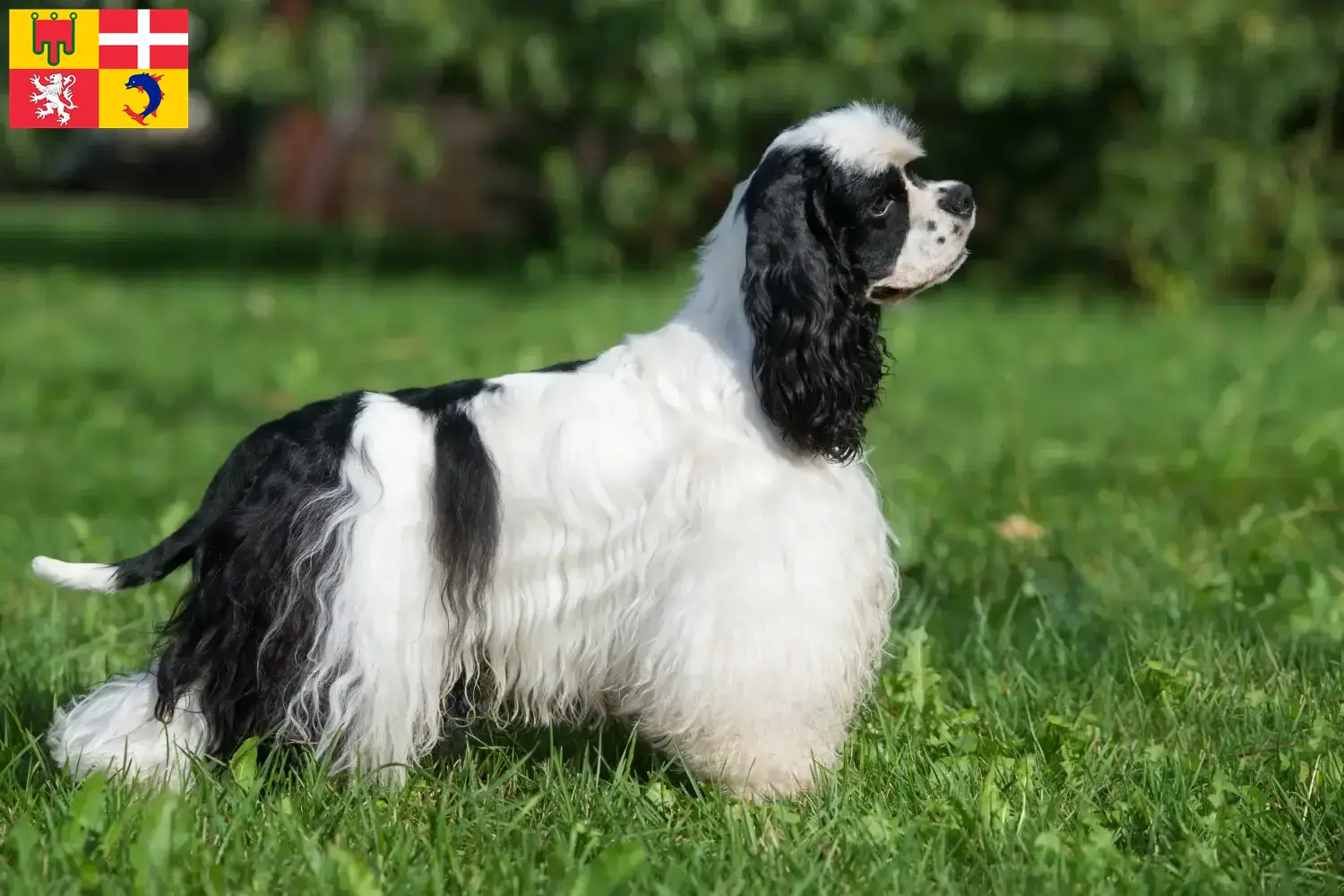 Cocker américain chiots et éleveurs Auvergne-Rhône-Alpes Ici tu trouves des éleveurs de Cockers américains en Auvergne-Rhône-Alpes.