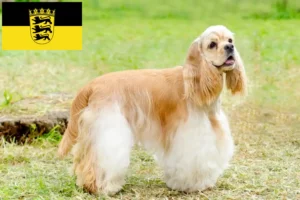 Lire la suite à propos de l’article Éleveurs de Cockers américains et chiots dans le Bade-Wurtemberg
