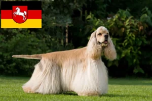 Lire la suite à propos de l’article Cocker américain éleveurs et chiots en Basse-Saxe