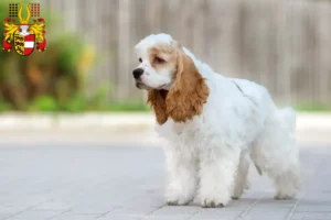 Lire la suite à propos de l’article Éleveurs de Cockers américains et chiots en Carinthie
