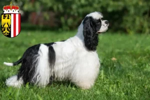 Lire la suite à propos de l’article Éleveurs de Cockers américains et chiots en Haute-Autriche