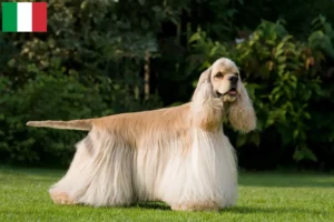 Lire la suite à propos de l’article Éleveurs de Cocker américain et chiots en Italie