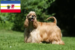 Lire la suite à propos de l’article Éleveurs de Cocker américain et chiots dans le Mecklembourg-Poméranie occidentale