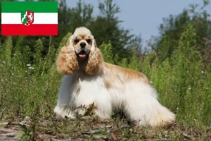 Lire la suite à propos de l’article Éleveurs de Cocker américain et chiots en Rhénanie-du-Nord-Westphalie