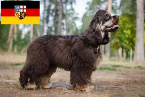 Lire la suite à propos de l’article Éleveurs de Cocker américain et chiots en Sarre