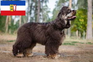 Lire la suite à propos de l’article Cocker américain éleveurs et chiots dans le Schleswig-Holstein